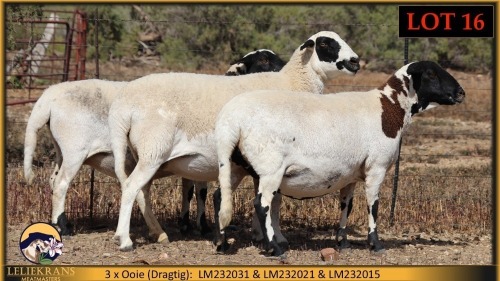 3 X MEATMASTER PREGNANT EWE Leliekrans Meatmasters (Pay per animal to take the lot)