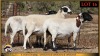3 X MEATMASTER PREGNANT EWE Leliekrans Meatmasters (Pay per animal to take the lot)