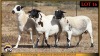3 X MEATMASTER PREGNANT EWE Leliekrans Meatmasters (Pay per animal to take the lot) - 2
