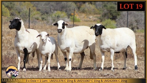 2+1 X MEATMASTER EWE Leliekrans Meatmasters (Pay per animal to take the lot)