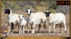 2+1 X MEATMASTER EWE Leliekrans Meatmasters (Pay per animal to take the lot)