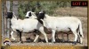 2+1 X MEATMASTER EWE Leliekrans Meatmasters (Pay per animal to take the lot) - 2