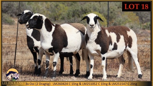 3+1 X MEATMASTER EWE Leliekrans Meatmasters (Pay per animal to take the lot)