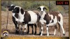 3+1 X MEATMASTER EWE Leliekrans Meatmasters (Pay per animal to take the lot)