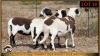 3+1 X MEATMASTER EWE Leliekrans Meatmasters (Pay per animal to take the lot) - 2