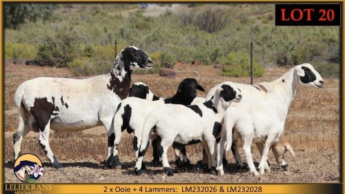 2+4 X MEATMASTER EWE Leliekrans Meatmasters (Pay per animal to take the lot)