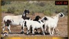 2+4 X MEATMASTER EWE Leliekrans Meatmasters (Pay per animal to take the lot)
