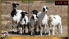 2+4 X MEATMASTER EWE Leliekrans Meatmasters (Pay per animal to take the lot) - 2