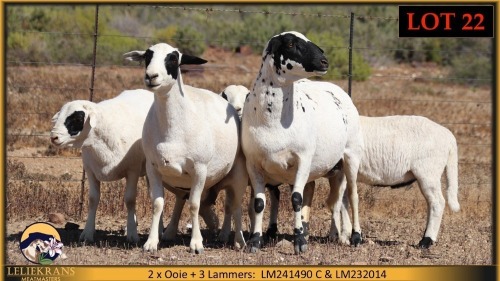 2+3 X MEATMASTER EWE Leliekrans Meatmasters (Pay per animal to take the lot)