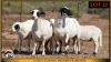 2+3 X MEATMASTER EWE Leliekrans Meatmasters (Pay per animal to take the lot)