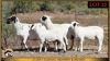 2+3 X MEATMASTER EWE Leliekrans Meatmasters (Pay per animal to take the lot) - 2