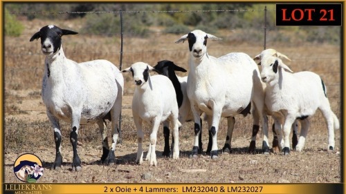 2+4 X MEATMASTER EWE Leliekrans Meatmasters (Pay per animal to take the lot)