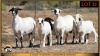 2+4 X MEATMASTER EWE Leliekrans Meatmasters (Pay per animal to take the lot)