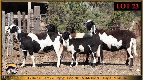 3+2 X MEATMASTER EWE Leliekrans Meatmasters (Pay per animal to take the lot)