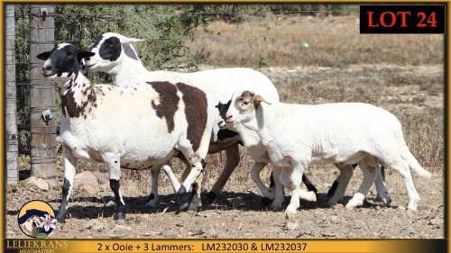 2+3 X MEATMASTER EWE Leliekrans Meatmasters (Pay per animal to take the lot)