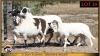 2+3 X MEATMASTER EWE Leliekrans Meatmasters (Pay per animal to take the lot)