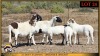 2+3 X MEATMASTER EWE Leliekrans Meatmasters (Pay per animal to take the lot) - 2