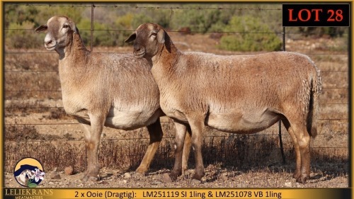 2 X MEATMASTER PREGNANT EWE Leliekrans Meatmasters (Pay per animal to take the lot)
