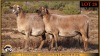 2 X MEATMASTER PREGNANT EWE Leliekrans Meatmasters (Pay per animal to take the lot)