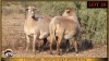 2 X MEATMASTER PREGNANT EWE Leliekrans Meatmasters (Pay per animal to take the lot) - 2