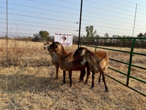 3 X OOI/EWE MEATMASTER ROOIKOPPIES MEATMASTERS (PER PIECE TO TAKE THE LOT)