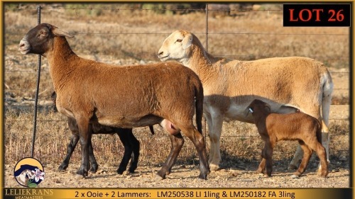 2+2 X MEATMASTER EWE Leliekrans Meatmasters (Pay per animal to take the lot)