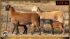2+2 X MEATMASTER EWE Leliekrans Meatmasters (Pay per animal to take the lot)