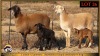 2+2 X MEATMASTER EWE Leliekrans Meatmasters (Pay per animal to take the lot) - 2