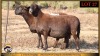 2+1 X MEATMASTER EWE Leliekrans Meatmasters (Pay per animal to take the lot)