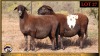 2+1 X MEATMASTER EWE Leliekrans Meatmasters (Pay per animal to take the lot) - 2