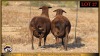 2+1 X MEATMASTER EWE Leliekrans Meatmasters (Pay per animal to take the lot) - 3