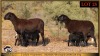 2+4 X MEATMASTER EWE Leliekrans Meatmasters (Pay per animal to take the lot)