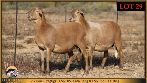 2+1 X MEATMASTER EWE Leliekrans Meatmasters (Pay per animal to take the lot)