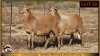 2+1 X MEATMASTER EWE Leliekrans Meatmasters (Pay per animal to take the lot)