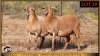 2+1 X MEATMASTER EWE Leliekrans Meatmasters (Pay per animal to take the lot) - 2