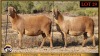 2+1 X MEATMASTER EWE Leliekrans Meatmasters (Pay per animal to take the lot) - 3
