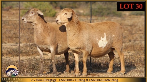 2+2 X MEATMASTER EWE Leliekrans Meatmasters (Pay per animal to take the lot)