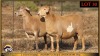 2+2 X MEATMASTER EWE Leliekrans Meatmasters (Pay per animal to take the lot)
