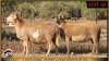 2+2 X MEATMASTER EWE Leliekrans Meatmasters (Pay per animal to take the lot) - 2