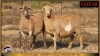 2+2 X MEATMASTER EWE Leliekrans Meatmasters (Pay per animal to take the lot) - 3