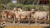 3 X MEATMASTER PREGNANT EWE Leliekrans Meatmasters (Pay per animal to take the lot)