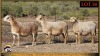 3 X MEATMASTER PREGNANT EWE Leliekrans Meatmasters (Pay per animal to take the lot) - 2