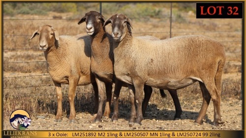 3 X MEATMASTER EWE Leliekrans Meatmasters (Pay per animal to take the lot)