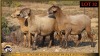 3 X MEATMASTER EWE Leliekrans Meatmasters (Pay per animal to take the lot) - 2