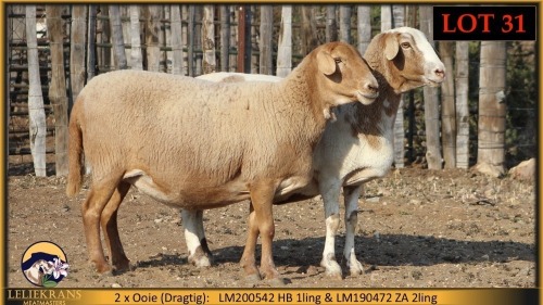 2 X MEATMASTER PREGNANT EWE Leliekrans Meatmasters (Pay per animal to take the lot)