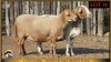 2 X MEATMASTER PREGNANT EWE Leliekrans Meatmasters (Pay per animal to take the lot)
