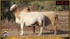 2 X MEATMASTER PREGNANT EWE Leliekrans Meatmasters (Pay per animal to take the lot) - 2