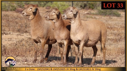 3 X MEATMASTER EWE Leliekrans Meatmasters (Pay per animal to take the lot)