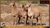 3 X MEATMASTER EWE Leliekrans Meatmasters (Pay per animal to take the lot)