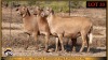 3 X MEATMASTER EWE Leliekrans Meatmasters (Pay per animal to take the lot) - 2